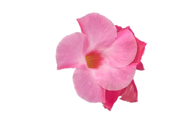 Isolated Pink Flower White Background — Stock Photo, Image