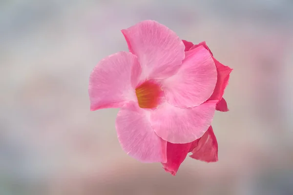 Isolated Pink Flower Texture Background — Stock Photo, Image