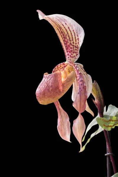 Orquídea Aislada Sobre Fondo Negro —  Fotos de Stock
