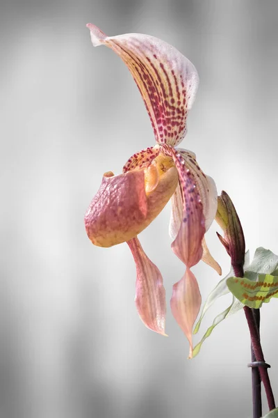 Isolerade Orkidé Textur Bakgrund — Stockfoto