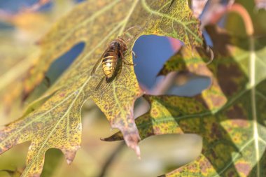 arı nektarı için ağaç üzerinde