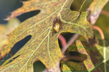 arı nektarı için ağaç üzerinde