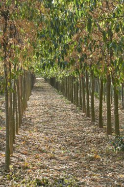 ağaç üst üste Güz