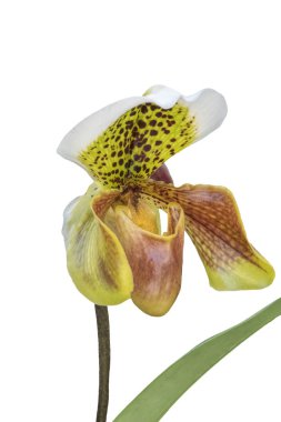 beyaz zemin üzerinde izole orkide