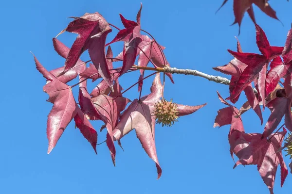 Φύλλα Σφενδάμου Φθινόπωρο — Φωτογραφία Αρχείου