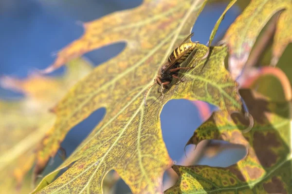 Biene Auf Nektarsuche Baum — Stockfoto
