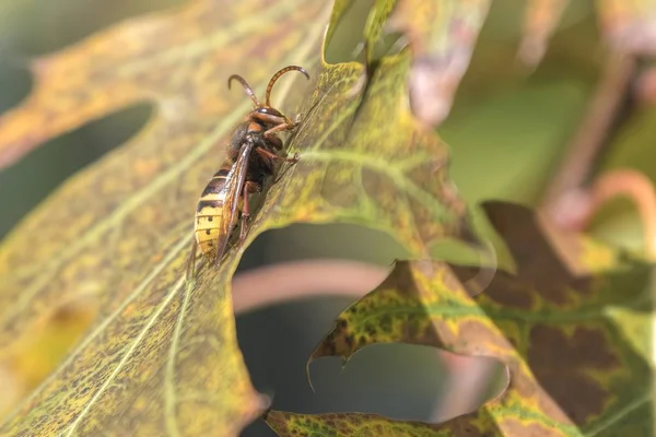 Bee Boom Voor Nectar — Stockfoto