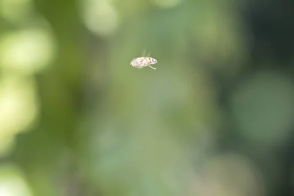 Пчела Летит Лесу — стоковое фото