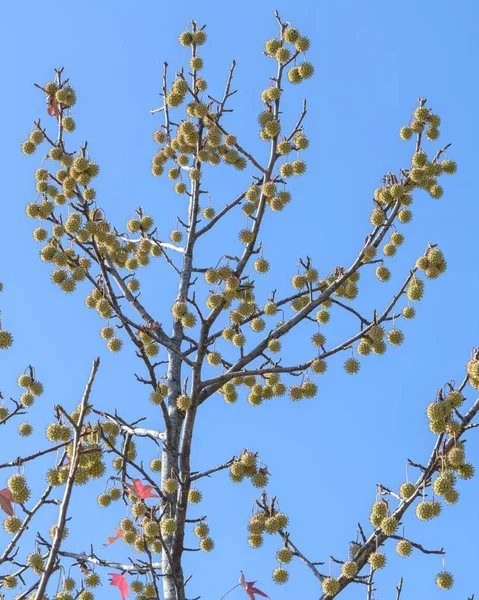 Akçaağaç Tohumu Sonbaharda Ağaç Üzerinde — Stok fotoğraf