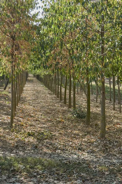 Baum Einer Reihe Herbst — Stockfoto