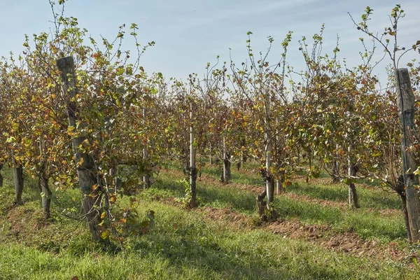 Vineyard Autumn Season — Stock Photo, Image
