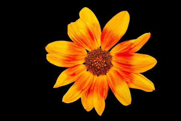 Isolierte Sonnenblume Auf Schwarzem Hintergrund — Stockfoto