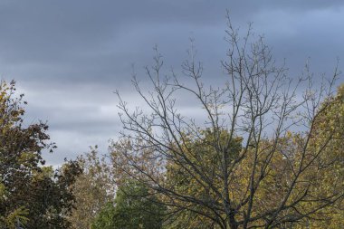Sonbahar ağacında Park