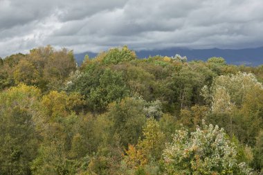 Sonbahar ağacında Park