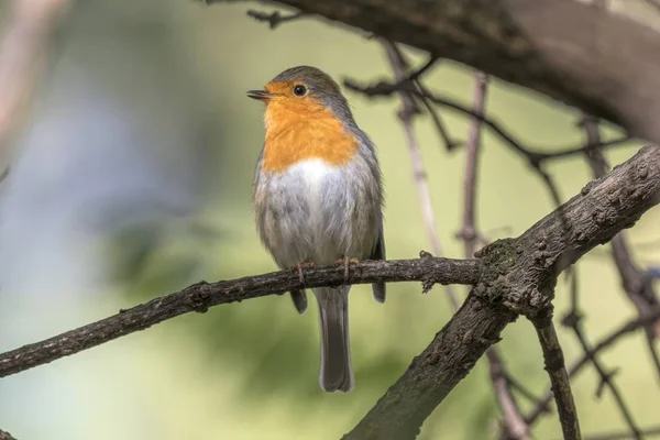 Robin Bird Erithacus Rubecula Park — Stock Photo, Image