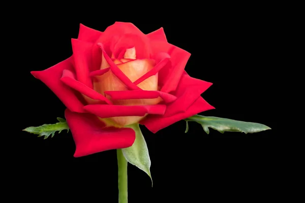 Isolado Rosa Para Férias Fundo Preto — Fotografia de Stock