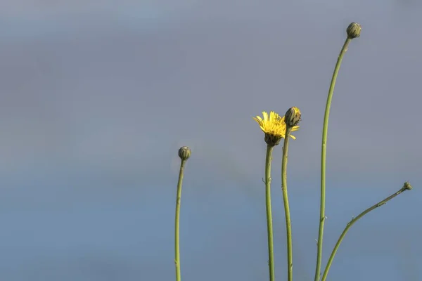 Fleurs Sauvages Lac Automne — Photo