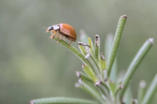 Kleine Ladybugt Het Park — Stockfoto