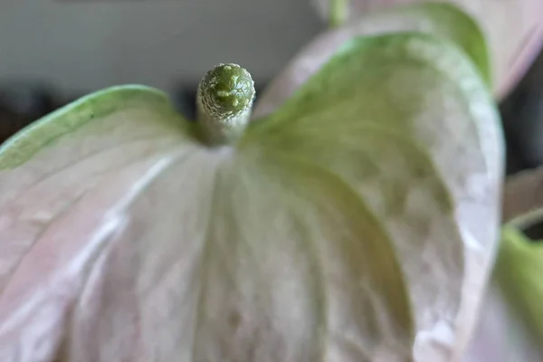 Anthurium Dans Vase — Photo