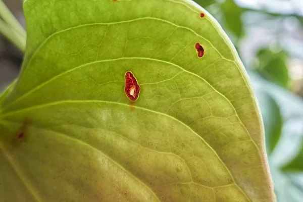 Spot Ruined Leaf — Stock Photo, Image