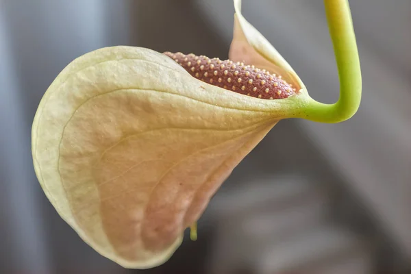 Váza Anthurium — Stock Fotó