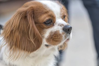 sevimli köpek parkı