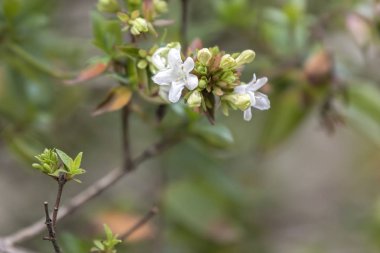 Bahçede çiçek çiçek