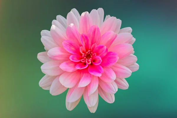 doku arka plan üzerinde pembe dahlia