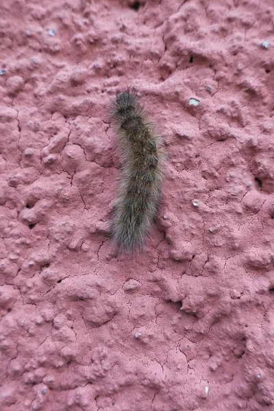 Caterpillar Lopen Muur — Stockfoto