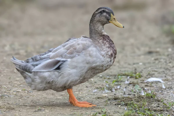 Anka Kvinna Stranden Vid Sjön — Stockfoto