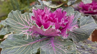 Brassica oleracea bitki, bahçedeki süs lahana