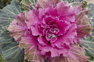 Brassica oleracea bitki, bahçedeki süs lahana