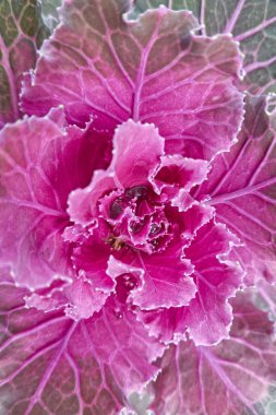 Brassica oleracea bitki, bahçedeki süs lahana