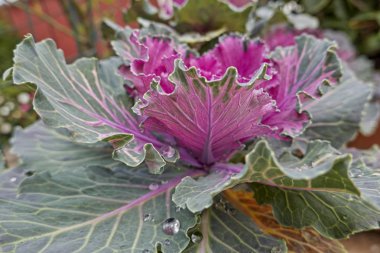 Brassica oleracea bitki, bahçedeki süs lahana