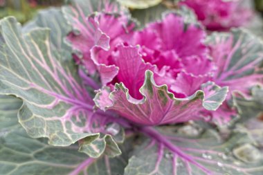 Brassica oleracea bitki, bahçedeki süs lahana