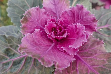 Brassica oleracea bitki, bahçedeki süs lahana