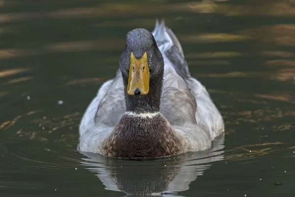 Pato Nadando Lago — Foto de Stock