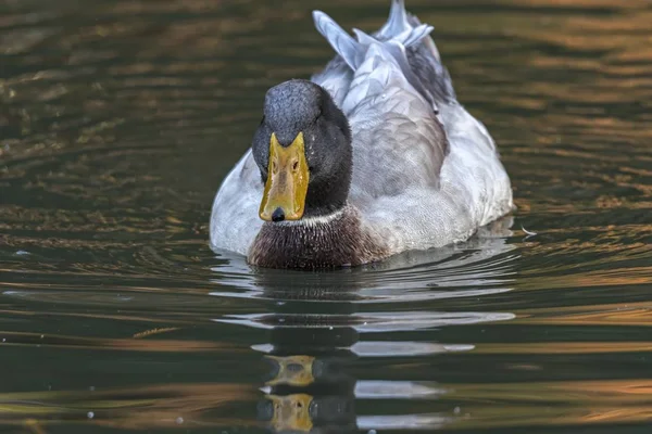 Ente Schwimmt Auf See — Stockfoto