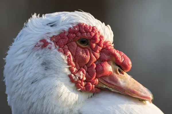 Muscovy Duck Pond — Stock Photo, Image