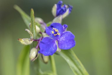 makro çiçek çiçeklenme