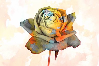 doku arka plan üzerinde tatil için gül