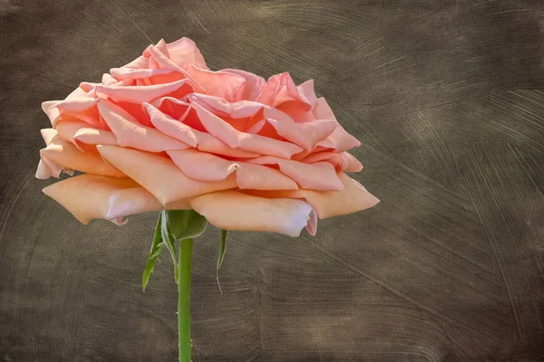 Růže Pro Dovolenou Textury Pozadí — Stock fotografie