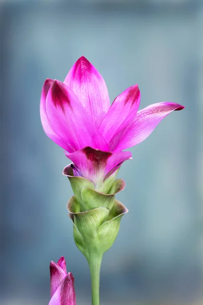 Flower Turmeric Plant — Stock Photo, Image