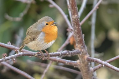 Robin kuş erithacus rubecula Park