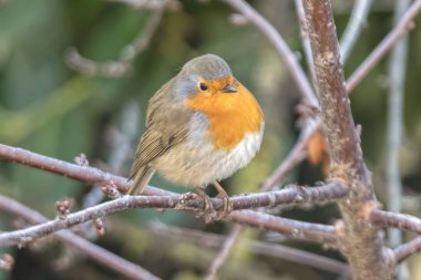 Robin kuş erithacus rubecula Park