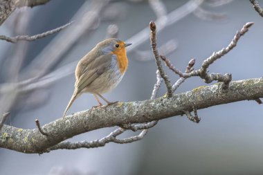 Robin kuş erithacus rubecula Park