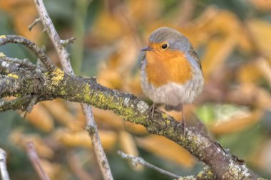 Robin kuş erithacus rubecula Park