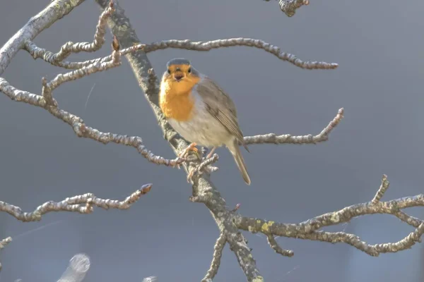 Robin Oiseau Erithacus Rubecula Parc — Photo