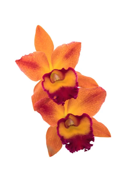 Orquídea Isolada Sobre Fundo Branco — Fotografia de Stock