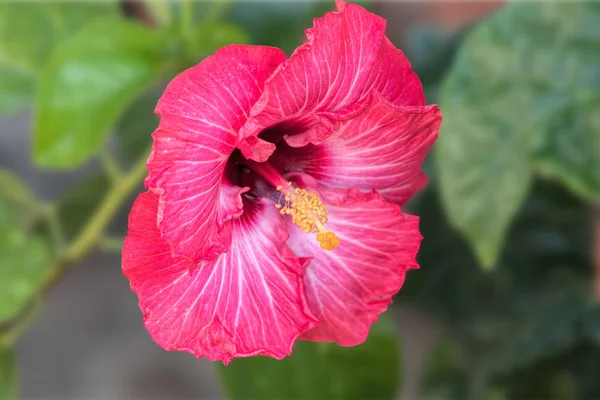 Hibisco Flor Jardim — Fotografia de Stock